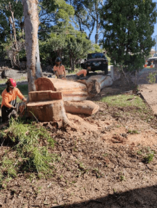 stump-grinding-cronulla-backyard