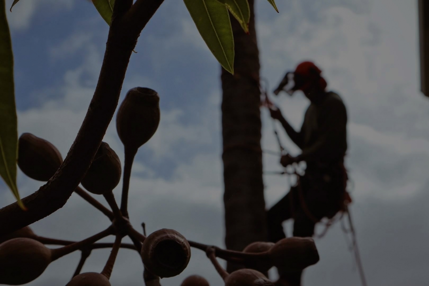 Sydney Tree Care Experts Tree Loppers Sydney