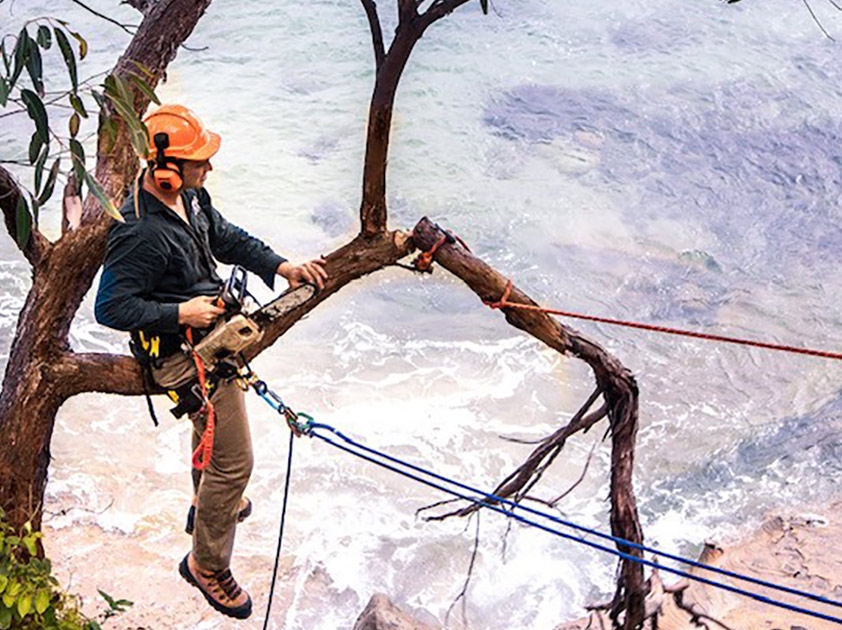 Tree Removal Sutherland Shire Tree Removal Sutherland Shire
