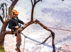 Tree Removal Sutherland Shire