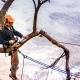 Tree Removal Sutherland Shire