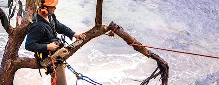 Tree Removal Sutherland Shire
