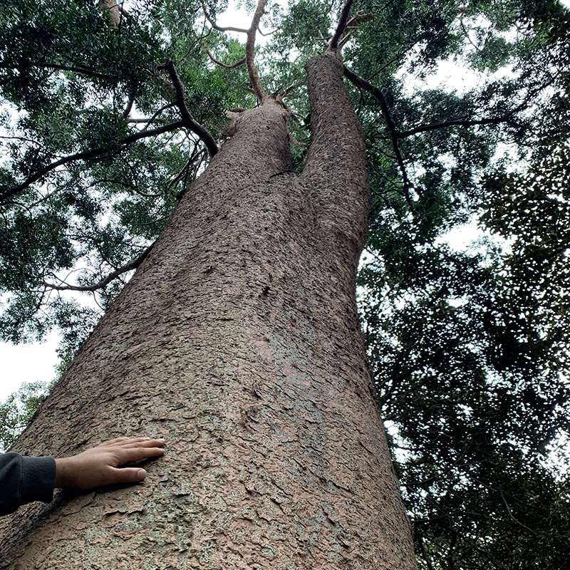 3-Image-3-Tree-Maintenance