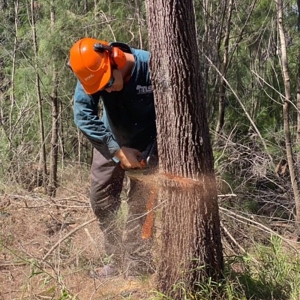 tree-removal-tight-access-marrickville
